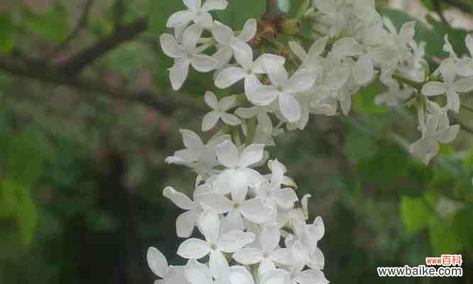 浪漫神秘 丁香花语的深意
