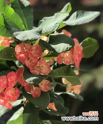 虎刺梅的花语和传说 虎刺梅