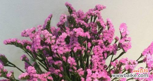 当爱与记忆交织的花朵 传说中的勿忘我