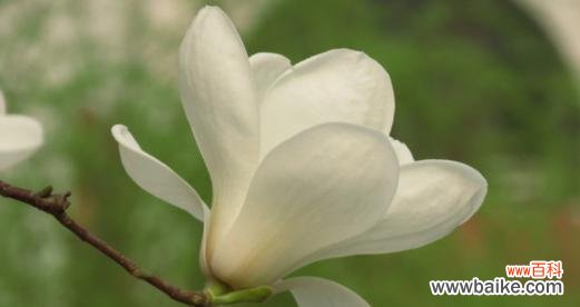 探秘玫瑰花的深意 花语大全