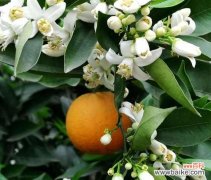 探索橘子花的深层含义和文化象征 橘子花