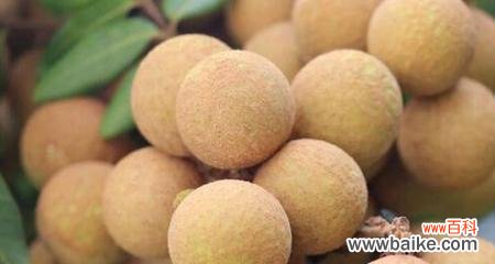 龙眼花语的寓意及象征意义解析 龙眼的花语与象征意义