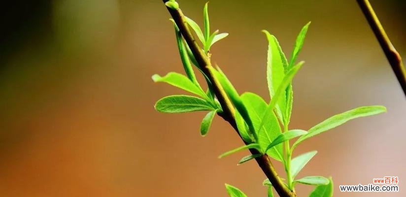 龙眼花语的寓意及象征意义解析 龙眼的花语与象征意义