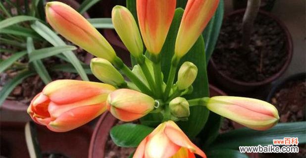 揭示千代兰的神秘花语 千代兰的花语与寓意