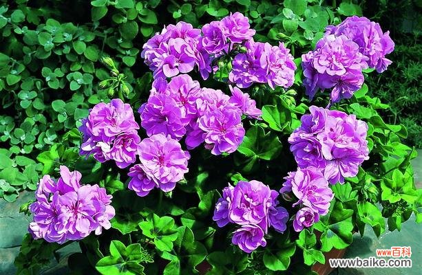 揭示千代兰的神秘花语 千代兰的花语与寓意