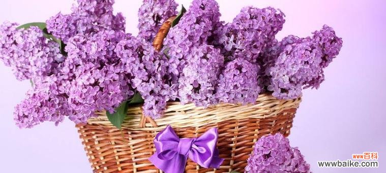 开启心灵花园的熏衣草 熏衣草的花语——传递宁静和平和的力量