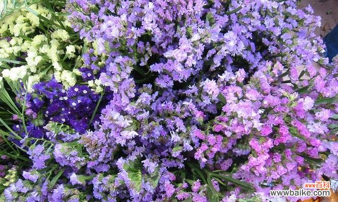 开启心灵花园的熏衣草 熏衣草的花语——传递宁静和平和的力量