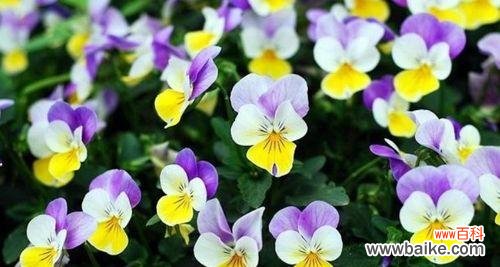 开启心灵花园的熏衣草 熏衣草的花语——传递宁静和平和的力量