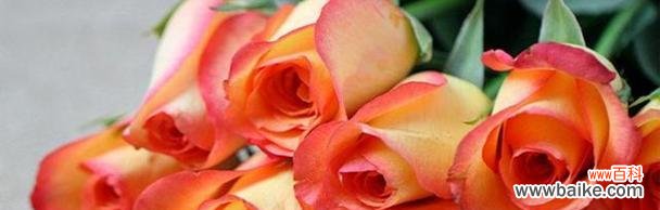 揭开玫瑰花背后的深刻寓意 玫瑰花的含义与象征