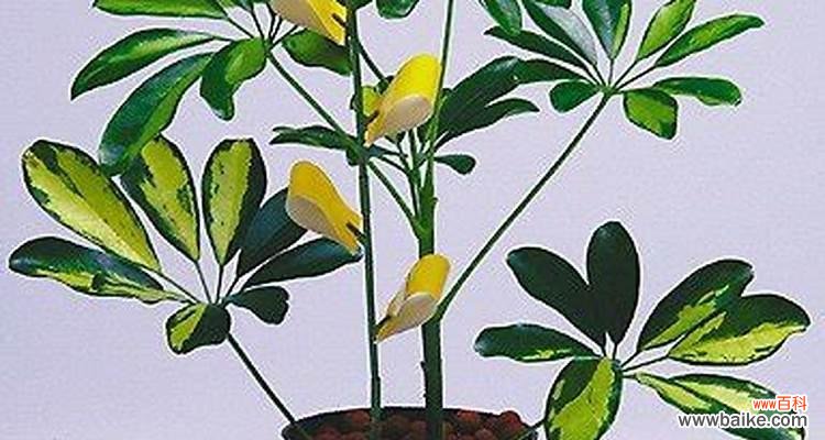 以植物为媒介 迎福招财植物中的好运代表