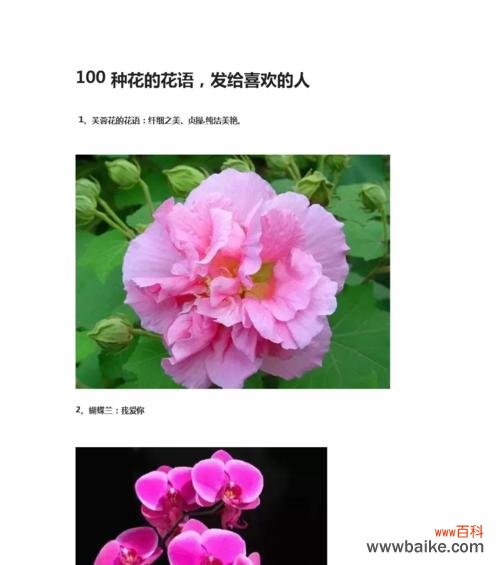 揭示兰花花语的深层含义 兰花的花语与象征意义