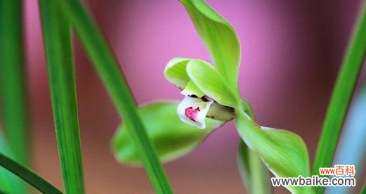 揭示兰花花语的深层含义 兰花的花语与象征意义