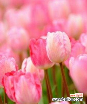 浪漫祝福深情表白花开爱意 粉色郁金香