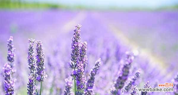 探索薰衣草的美丽和神奇力量 薰衣草的寓意与传说