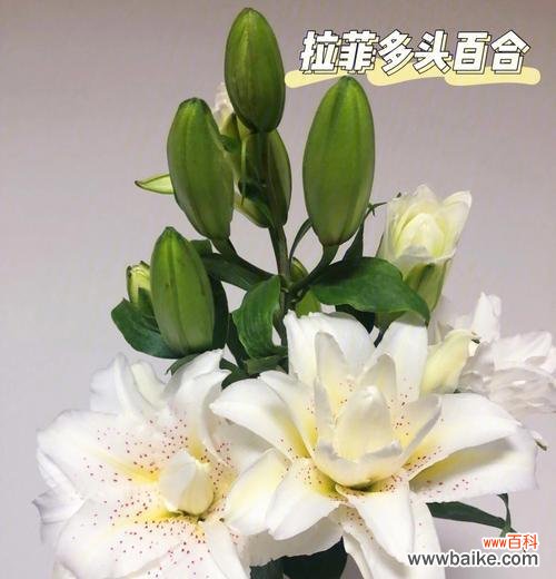 探究百合一头的文化内涵与象征意义 百合一头的含义与象征