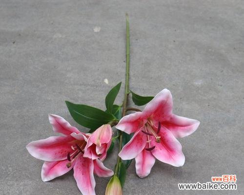 探究百合一头的文化内涵与象征意义 百合一头的含义与象征