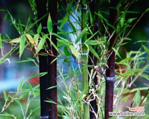 探寻金镶玉竹子的文化内涵和价值 金镶玉竹子的寓意与象征意义