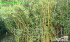 探寻金镶玉竹子的文化内涵和价值 金镶玉竹子的寓意与象征意义