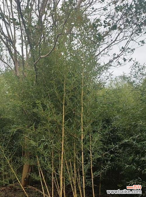 探寻金镶玉竹子的文化内涵和价值 金镶玉竹子的寓意与象征意义