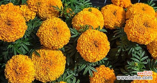 黄色花的象征意义及文化内涵解读 花色的意义与象征——黄色花的隐含含义