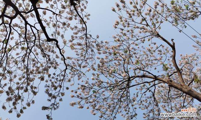 探秘泡桐花的深意与神奇 泡桐花花语与传说
