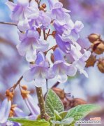 探秘泡桐花的深意与神奇 泡桐花花语与传说