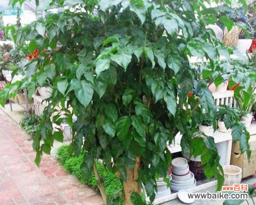 探寻幸福树开花的美丽与意义 幸福树开花的寓意