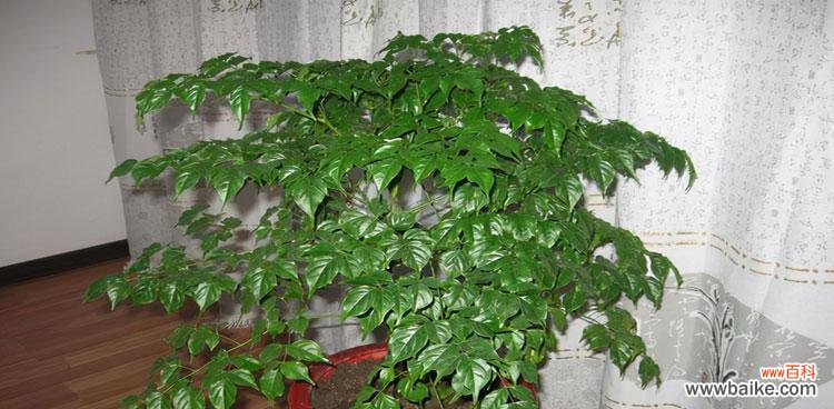 探寻幸福树开花的美丽与意义 幸福树开花的寓意