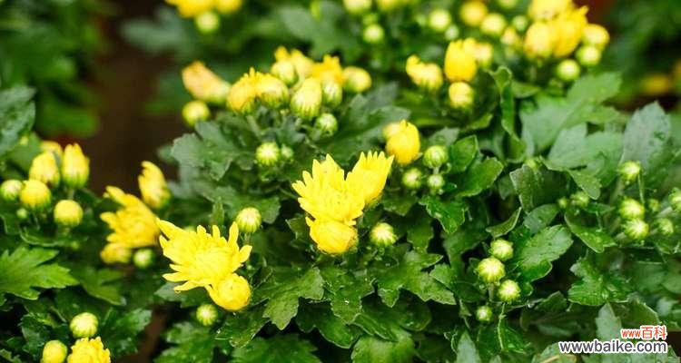 传递希望与坚韧的菊花 菊花的花语与象征意义