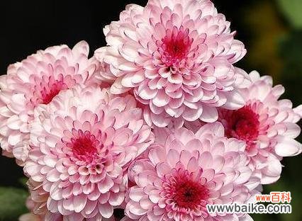 传递希望与坚韧的菊花 菊花的花语与象征意义