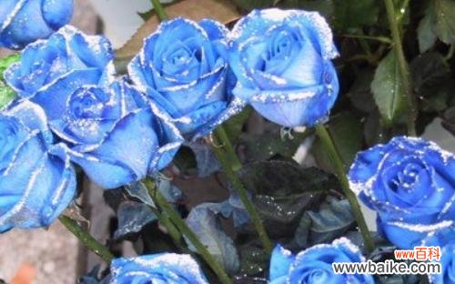 探寻玫瑰花的浪漫情感与象征意义 玫瑰花的花语与寓意