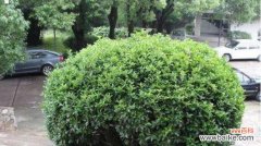 揭示冬青树的神秘魅力及其在风水学中的作用 冬青树风水的力量与寓意