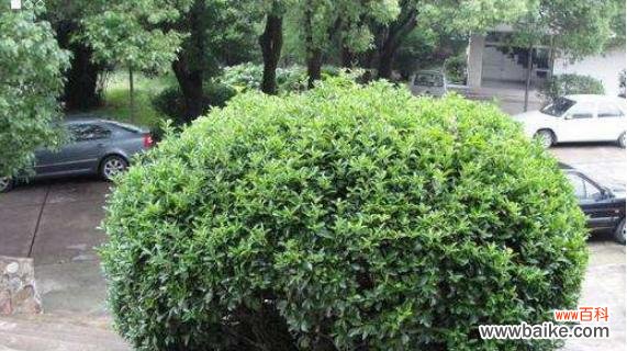 揭示冬青树的神秘魅力及其在风水学中的作用 冬青树风水的力量与寓意