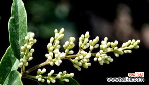 揭示冬青树的神秘魅力及其在风水学中的作用 冬青树风水的力量与寓意