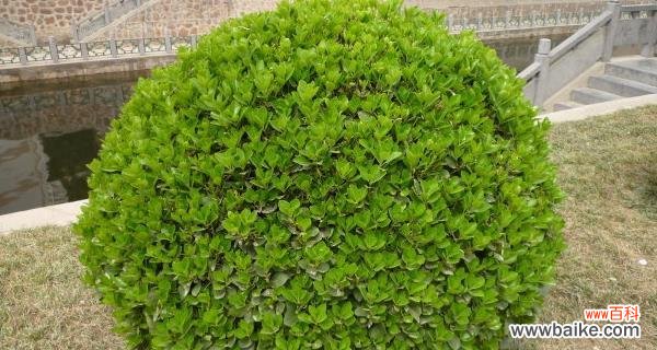 揭示冬青树的神秘魅力及其在风水学中的作用 冬青树风水的力量与寓意