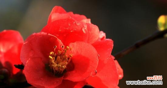 探索相思之花所代表的深情与思念 以相思之花为主题的文章