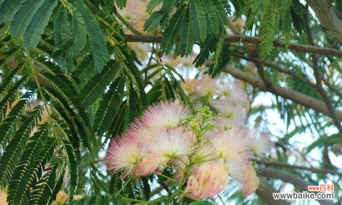 探索相思之花所代表的深情与思念 以相思之花为主题的文章