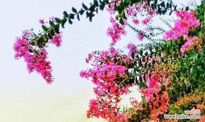 揭秘紫薇花的寓意与保健作用 紫薇花的意义与功效