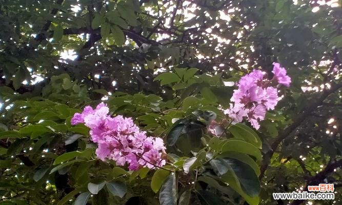 揭秘紫薇花的寓意与保健作用 紫薇花的意义与功效