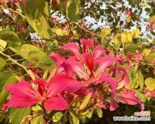 从盛开到凋谢 柳州市花洋紫荆的象征与寓意