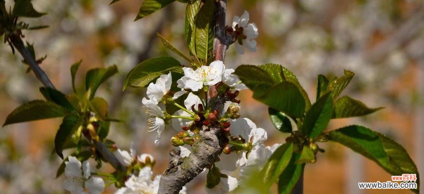 樱桃花的含义与传说以及赏樱指南 樱桃花花语及相关信息介绍