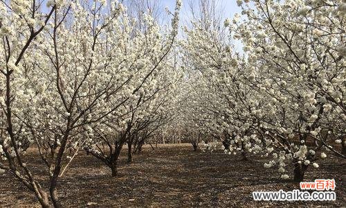 樱桃花的含义与传说以及赏樱指南 樱桃花花语及相关信息介绍