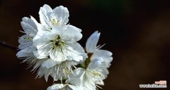 樱桃花的含义与传说以及赏樱指南 樱桃花花语及相关信息介绍