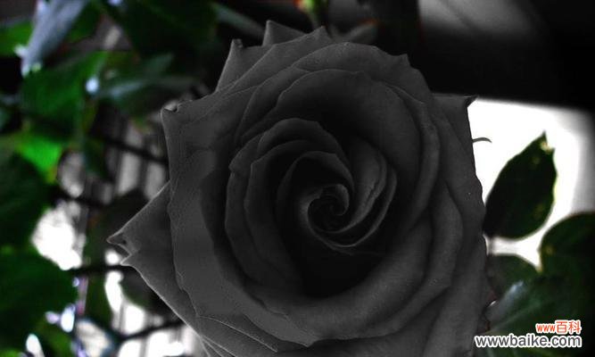 探寻黑色玫瑰的深邃内涵 黑色玫瑰