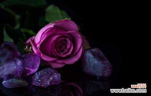 探寻黑色玫瑰的深邃内涵 黑色玫瑰