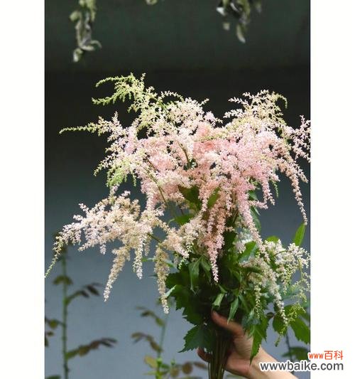 体验爱情的绽放与蜕变 以落新妇花语和寓意为主题的浪漫之旅