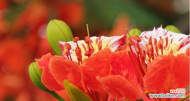 探寻凤凰花背后的神秘与美丽 凤凰花的花语及意义