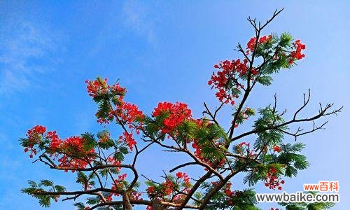 探寻凤凰花背后的神秘与美丽 凤凰花的花语及意义