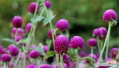 寓意深远的百合花传递永恒的爱情之美 以百合花代表永恒的爱情