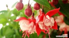 探寻灯笼吊兰的花语与象征意义 灯笼吊兰，生命的坚韧与希望